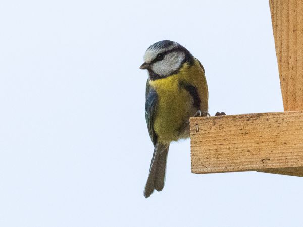 Mésange bleue  - Daniel et Marie Gubler-Rey