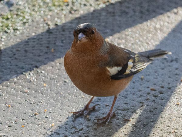 Pinson des arbres  - Daniel et Marie Gubler-Rey