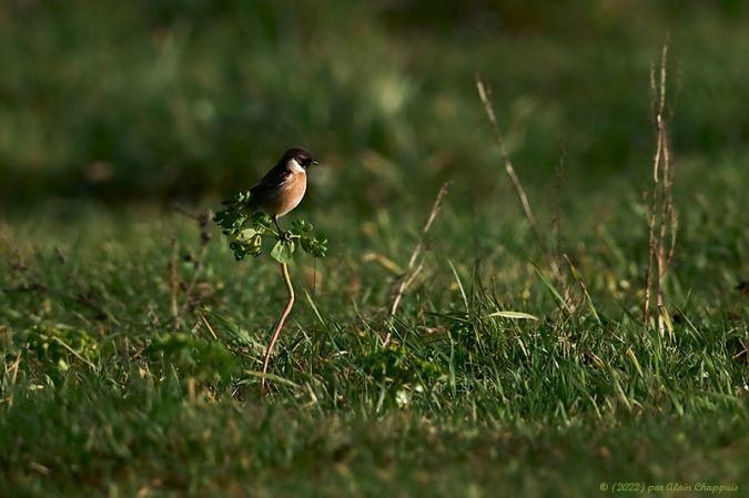Tarier pâtre  - Alain Chappuis
