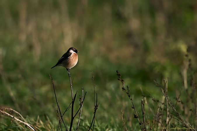 Tarier pâtre  - Alain Chappuis