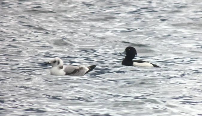 Mouette tridactyle  - Eric Christen