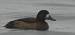 Fuligule milouinan  - Nicolas Aregger
