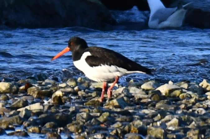 Huîtrier pie  - Nicolas Schnorhk