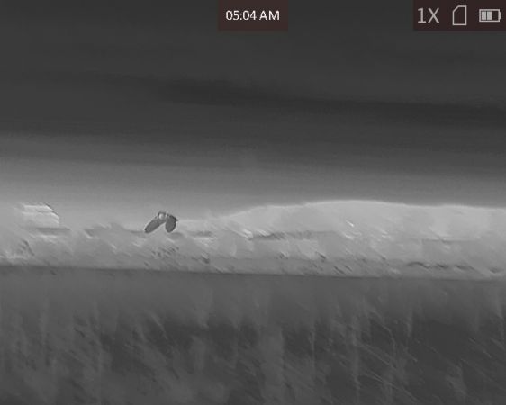 Hibou des marais  - Milan Pestalozzi