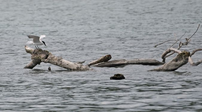 Sterne hansel  - Patrick Reymond