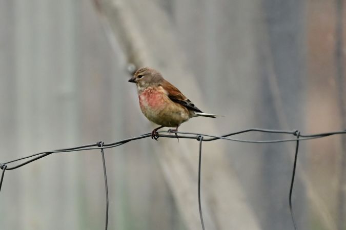 Linotte mélodieuse  - Dieter Follack