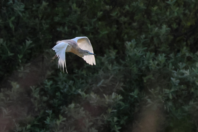 Crabier chevelu  - Nicole Petitpierre