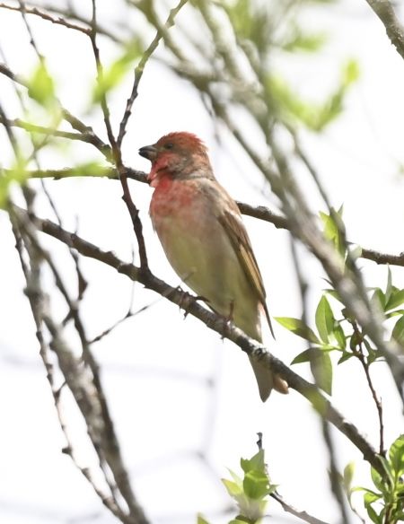 Roselin cramoisi  - Nicolas Dunant