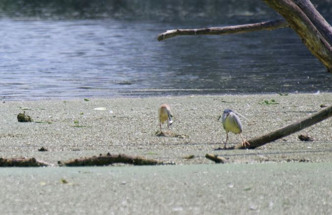 Crabier chevelu  - Matteo Tolosano