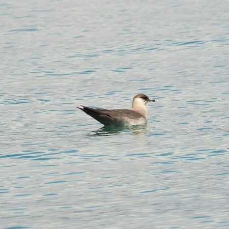 Labbe parasite  - Nathan Gut