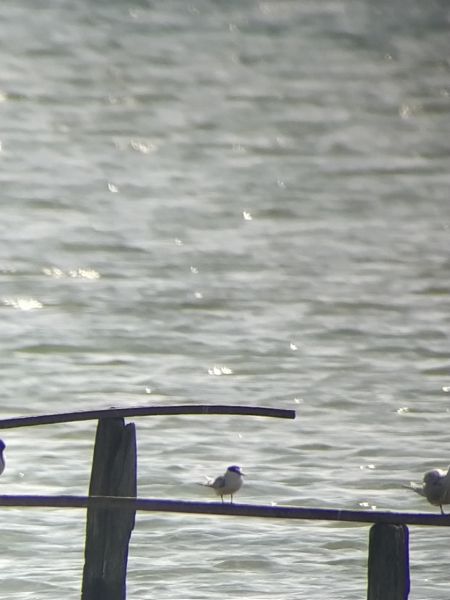 Sterne naine  - Janis Leutwyler