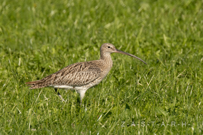Grosser Brachvogel  - Alex Zuber