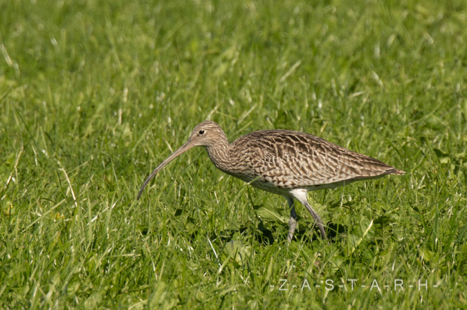 Courlis cendré  - Alex Zuber