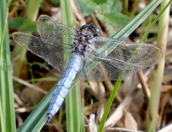 Orthetrum coerulescens  - Walter Leuthold