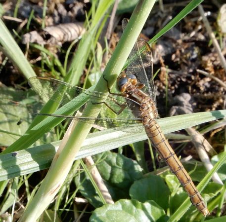 Orthétrum bleuissant  - Walter Leuthold