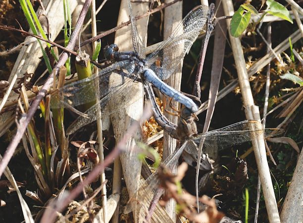 Orthétrum bleuissant  - Walter Leuthold