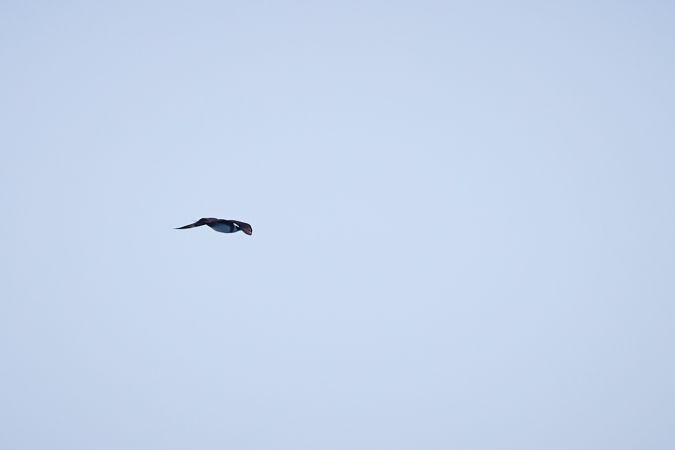 Labbo  - Thomas Gorr