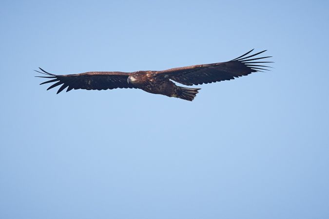 Aquila di mare  - Thomas Gorr