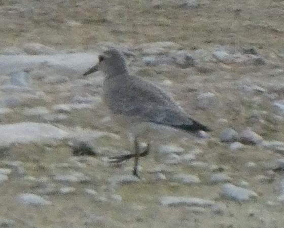 Bécasseau maubèche  - Andreas Weiss