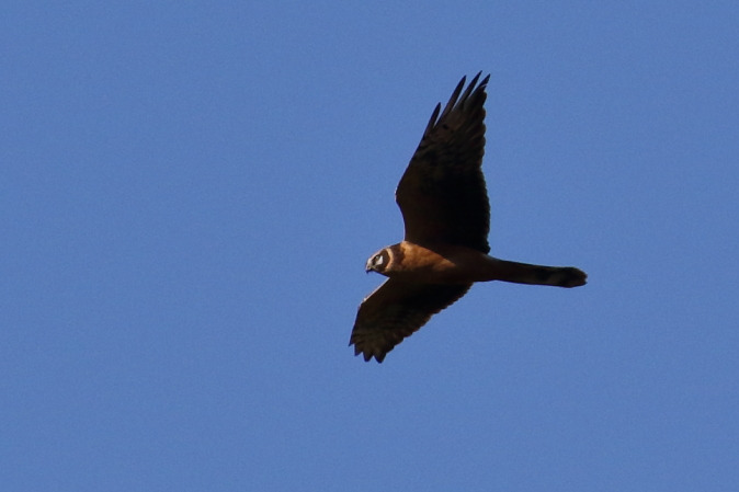 Busard pâle  - Arnaud Barras