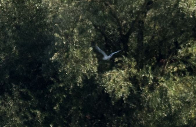 Mouette tridactyle  - Stefan Werner