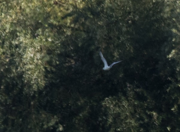 Mouette tridactyle  - Stefan Werner