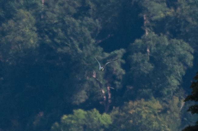 Mouette tridactyle  - Stefan Werner