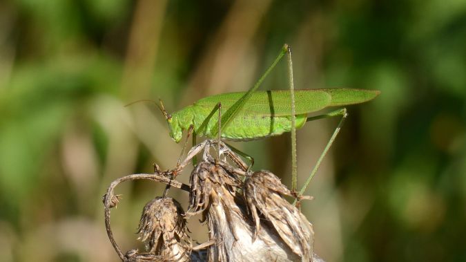 Phanéroptère commun  - Urs Lustenberger