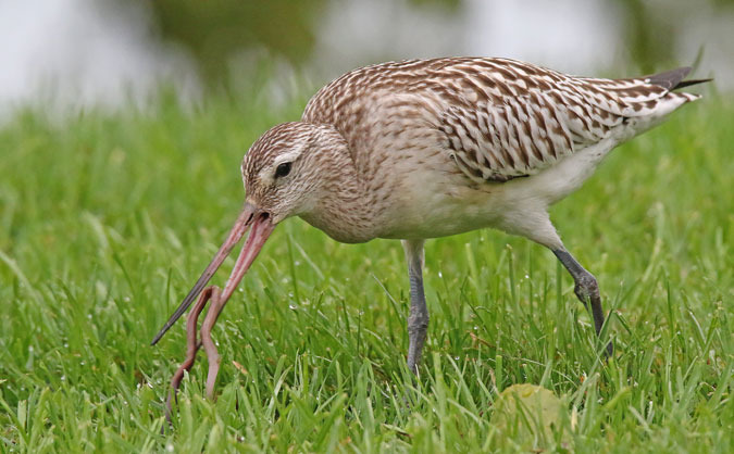 Barge rousse  - Eric Sauser
