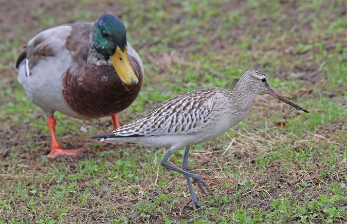 Barge rousse  - Eric Sauser