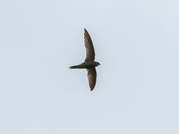 Rondone pallido  - Daniela Heldner