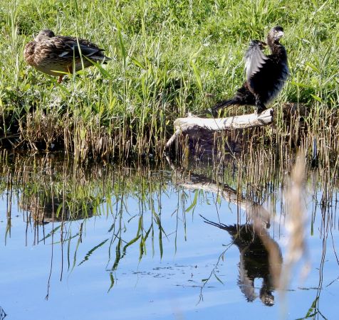 Cormoran pygmée  - Walter Leuthold