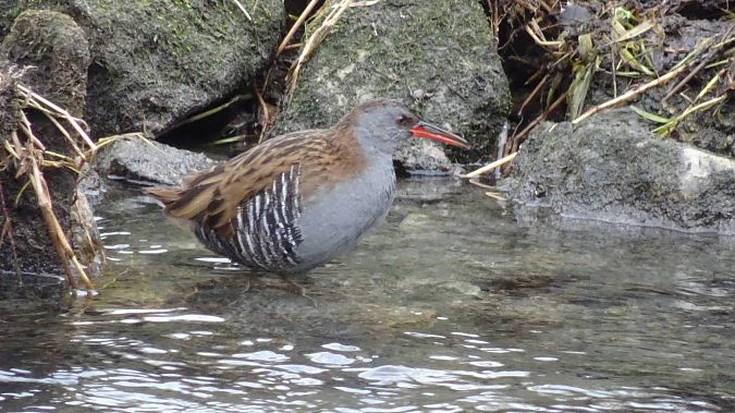 Râle d'eau  - Daniel Querio