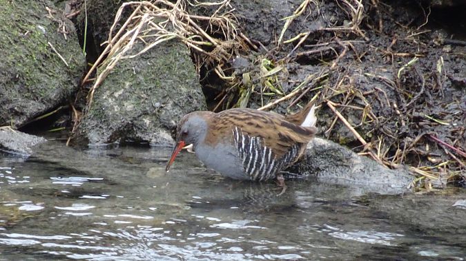 Water Rail  - Daniel Querio