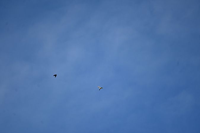 Autour des palombes  - Derik Martínez Beleiro