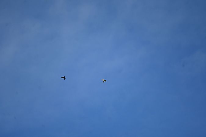 Autour des palombes  - Derik Martínez Beleiro