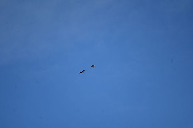 Autour des palombes  - Derik Martínez Beleiro