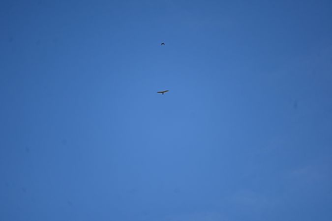 Autour des palombes  - Derik Martínez Beleiro