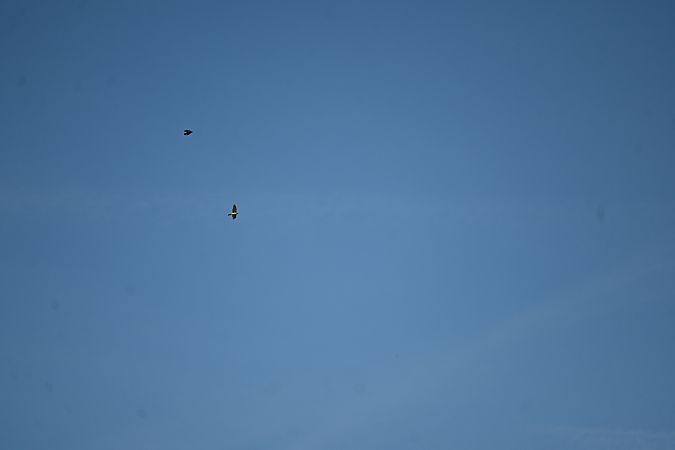 Autour des palombes  - Derik Martínez Beleiro