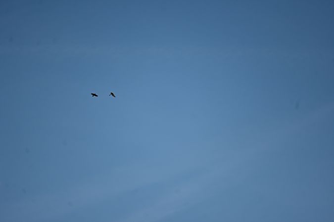 Autour des palombes  - Derik Martínez Beleiro