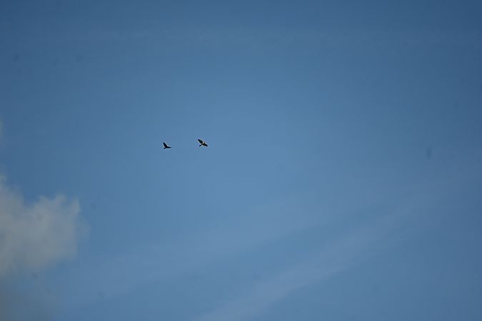 Autour des palombes  - Derik Martínez Beleiro