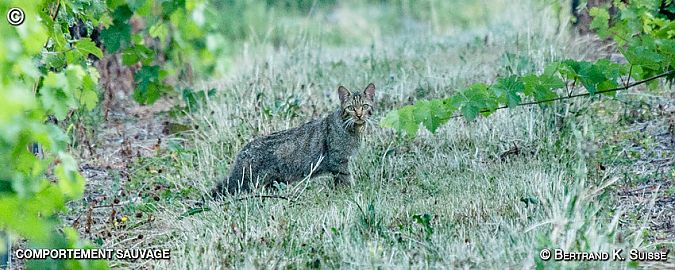 Chat forestier / haret  - Bertrand Kowalski
