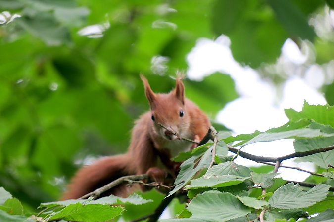 Ecureuil roux  - Victor Berridge
