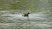 Little Grebe  - Fritz Leuchter