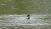 Little Grebe  - Fritz Leuchter