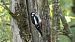 Great Spotted Woodpecker  - Fritz Leuchter