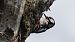 Great Spotted Woodpecker  - Fritz Leuchter