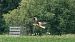 Red Kite  - Fritz Leuchter