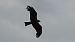 Black Kite  - Fritz Leuchter