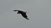 Black Kite  - Fritz Leuchter
